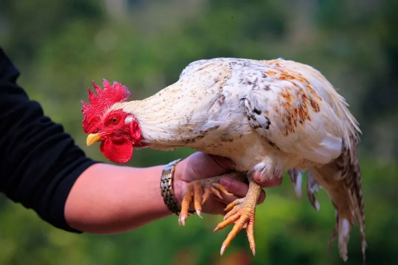 Cách chưa gà bị què chân qua chế độ chăm sóc