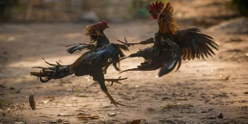 Chọn gà đòn đẹp thông qua tiếng gáy