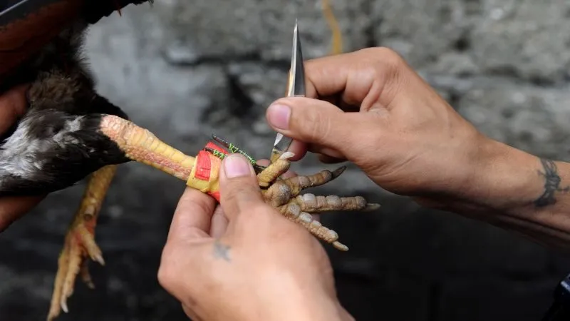 Đá gà cựa sắt là gì?