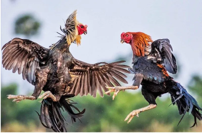 Mẹo chơi đá gà hay, hiệu quả nhất