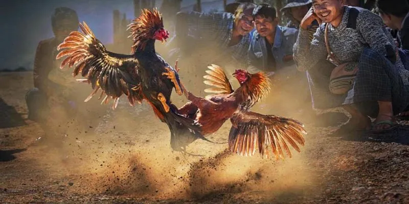 Giới thiệu về gà chọi c1 Thomo