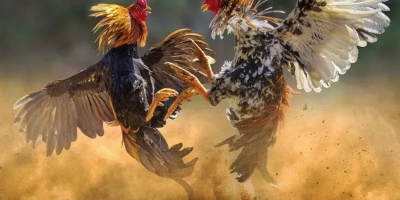 Hướng dẫn tham gia trực tiếp đá gà C1 hôm nay