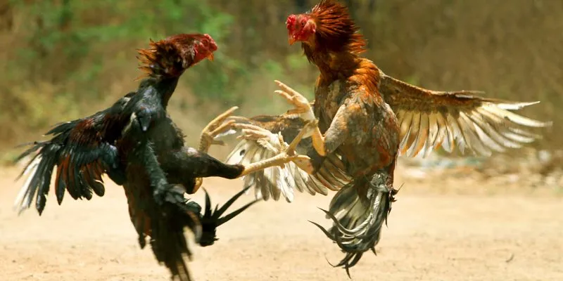 Lợi ích khi chọn được gà chọi hay, gà đòn đẹp
