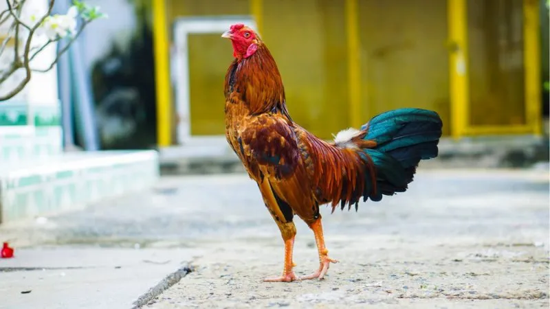 Thực hiện đắp đá giúp gà tránh bị sưng, viêm